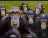Group of Monkeys Picture