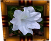 Magnolia Picture Frame