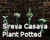 Sireva Casava Plant 