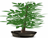 Q&K Potted Tree