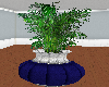 Blue Elegance Plant