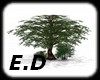 E.D TREE FOREST V2