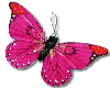 papillons glitter