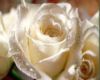The white rose vavity
