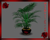 ~H~RRose Fern2
