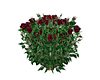 Red-Roses-Bush-Plant-frn