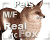 R|C Fox Orange M/F