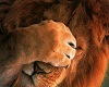 Lion!!!