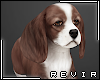 R║ Brown Beagle