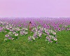 Purple Haze Field