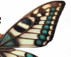 moth wings