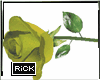 OLIVE ROSE male