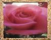 *~Pink Rose Picture 2~*