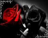 red&black rose club