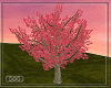  Akiba tree pink