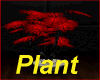 Zack Plants