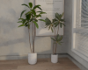 DEV.C 2005 Loft Plant