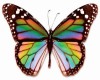 butterflies