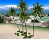 Bahia Palm Tree