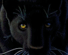(M)~Silver Pride~cuddy 2