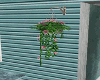 Hanging Flowering Plant