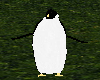 Cute Avatar Penguin