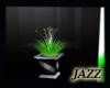 Jazzie-Black Lime Plant