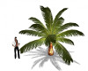 mini palmier