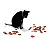 black cat fall