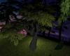 Sunset Bungalow Tree