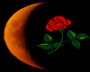 Moon And Rose
