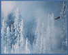 Snowy Mountain Eagle