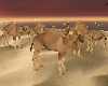 (K)  wild camel grouping