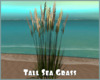 *Tall Sea Grass