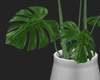Minimalist Plant II