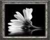 black & white flower Art