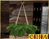 Cha`Manza Hanging Plant
