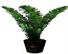 EBONY LARGE PLANT