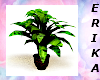 wed01 potted plant