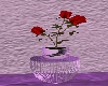 plant rose