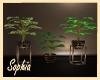 Club Elite Trio Plants