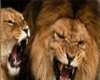 Lion Growls