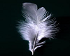 [HS]-[Feather]-[white]