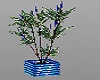 AN  Club Blue Plants