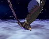 (R)Hawk Flies At Night