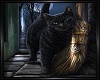 Black Cat Picture #3