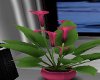 Fushia Pink Lilly Plant