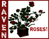REDWOOD-BOXED RED ROSES!