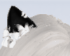 Kitty Ears Black