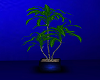 maranta plant